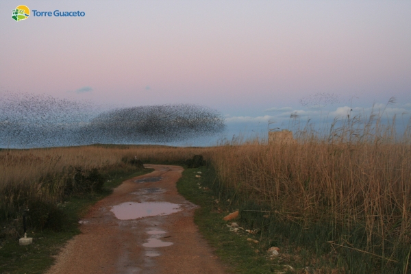 storni-tore-guaceto-1B2E2B318-8246-F51B-499C-E63D625FDF9D.jpg