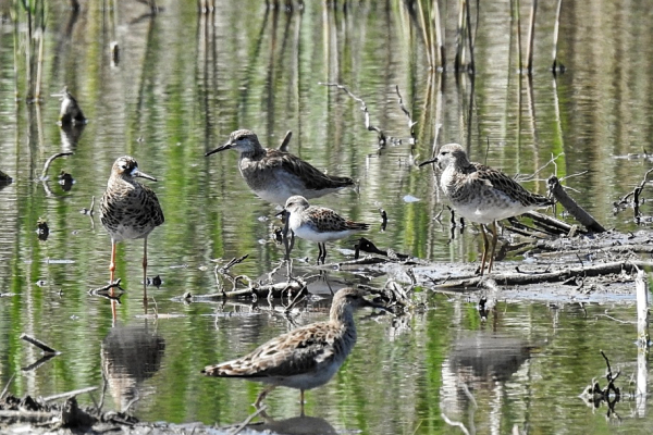 specie-in-foto-pettegole-combattenti-pantane-piovanelliC4BE3BB5-807E-D7BF-9469-5B0160783D3B.jpg