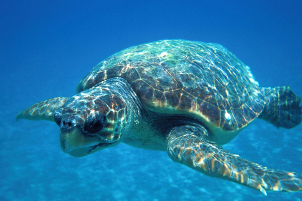 001-caretta-portale-naturitalia5348EDEF-3561-77CD-B81D-CDEAA9C49BBA.jpg