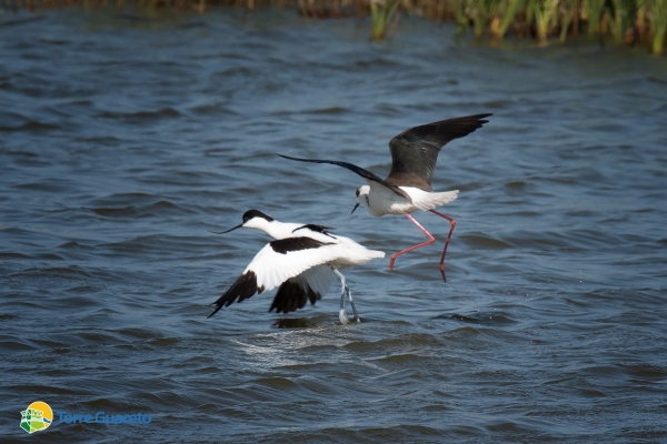 cavalier-avocetta8043BD1A-26F2-00FF-948F-F3F0F504A530.jpg
