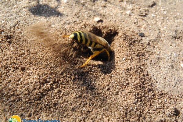 bembix-rostrata-torre-guaceto-41491AE1E-1B40-641F-E52C-0E173B1C2D39.jpg