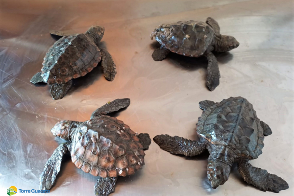 piccole-caretta-caretta-soccorse-dal-consorzio-di-torre-guaceto-285761DEC-5F80-D54F-042D-E79EF6A84A95.jpg