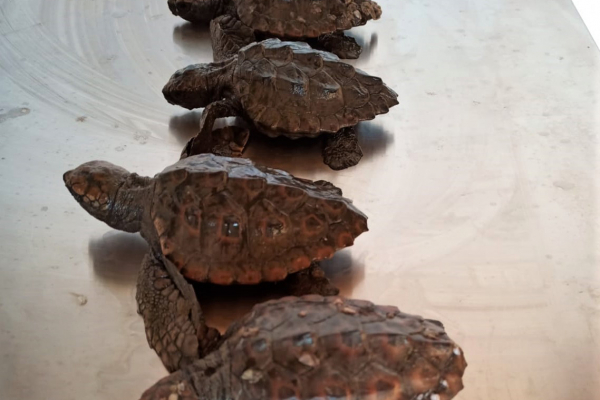 piccole-caretta-caretta-soccorse-dal-consorzio-di-torre-guaceto-39CBA644F-84F1-AFE9-203F-62659216F815.jpg