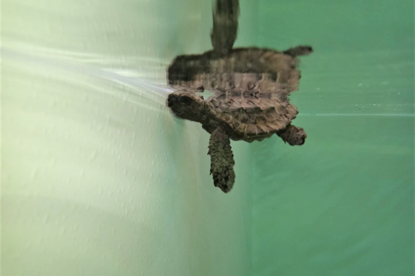 piccole-caretta-caretta-soccorse-dal-consorzio-di-torre-guaceto0EA430FA-30E1-F979-5E1D-03915BCAB477.jpg