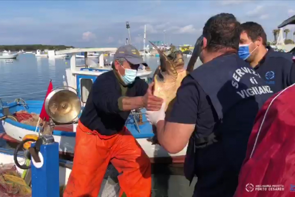 tutela-delle-tartarughe-marine-torre-guaceto-porto-cesareo-20B362331-8461-201C-24EC-B89C092F9892.jpg