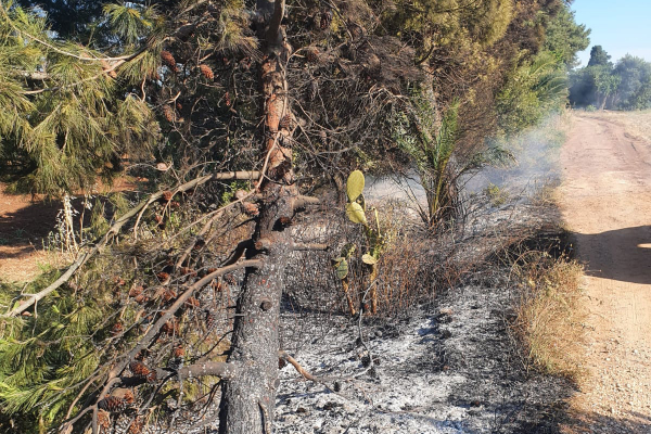 incendio-2-giugno-2140A3FC6-61CA-AF7E-2A36-C92C9E4F40F4.jpeg