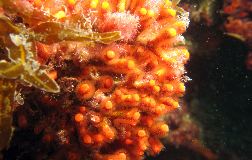 Myriapora truncata (nome volgare: Falso corallo)
