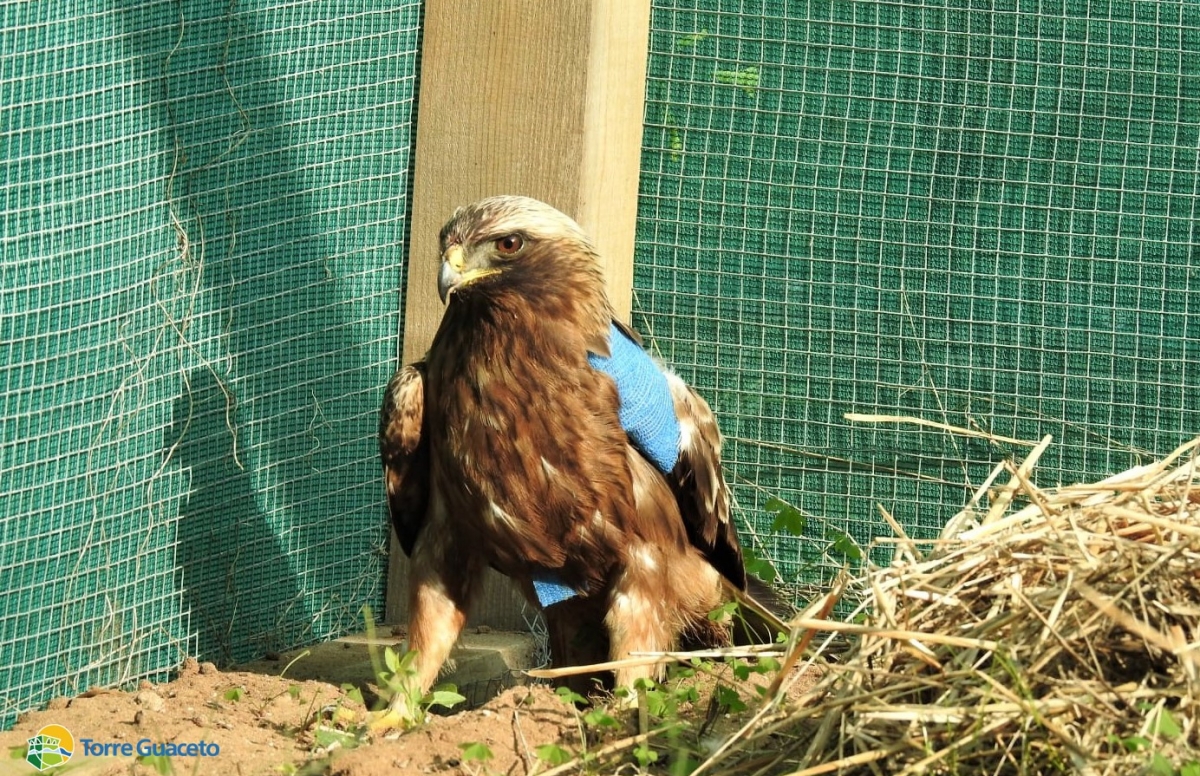 Dalla strada al centro recupero: un’aquila minore a Torre Guaceto