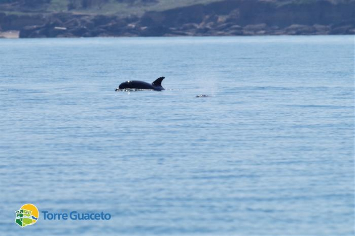 Torre Guaceto: la Riserva di pace nella quale i delfini vanno a dormire