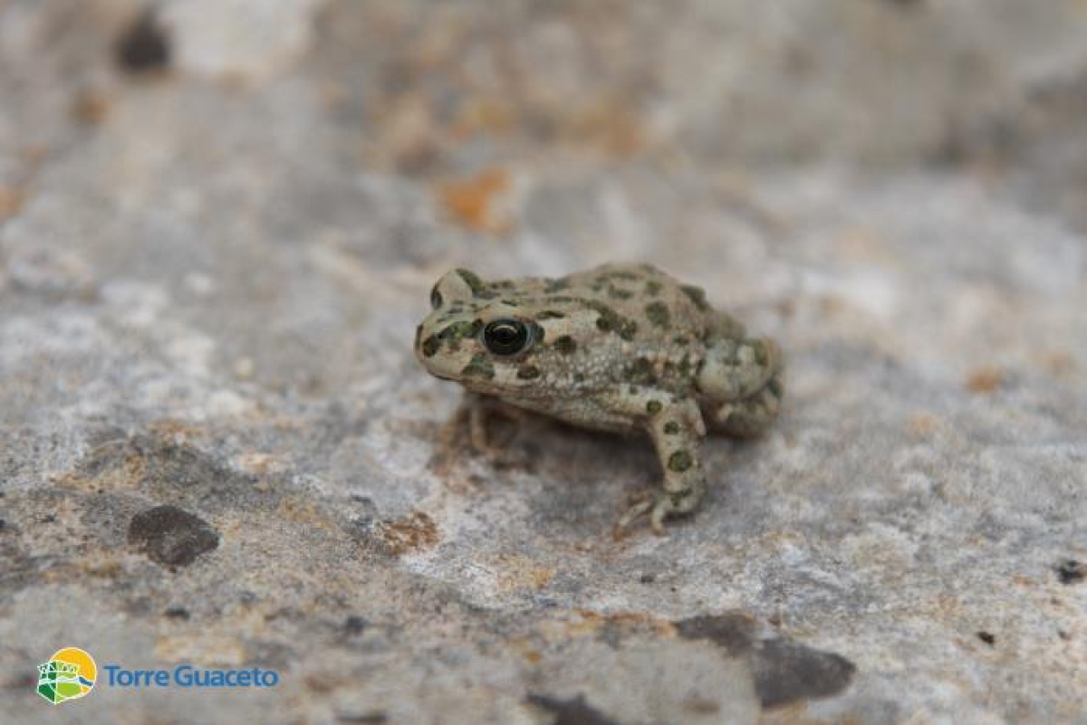 Anche le specie comuni sono speciali: il rospo smeraldino di Torre Guaceto