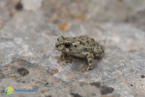 Anche le specie comuni sono speciali: il rospo smeraldino di Torre Guaceto