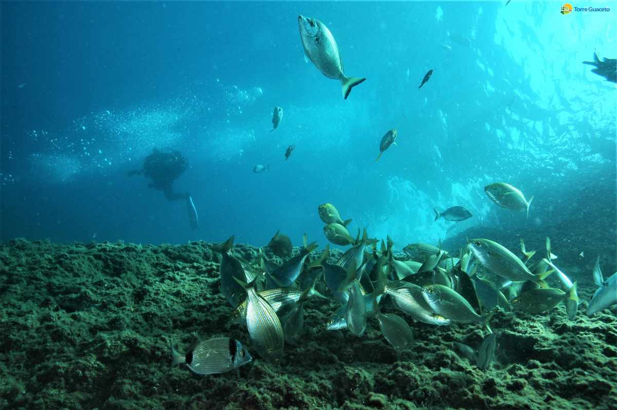 Torna “See the sea” il concorso di fotografia subacquea di Torre Guaceto