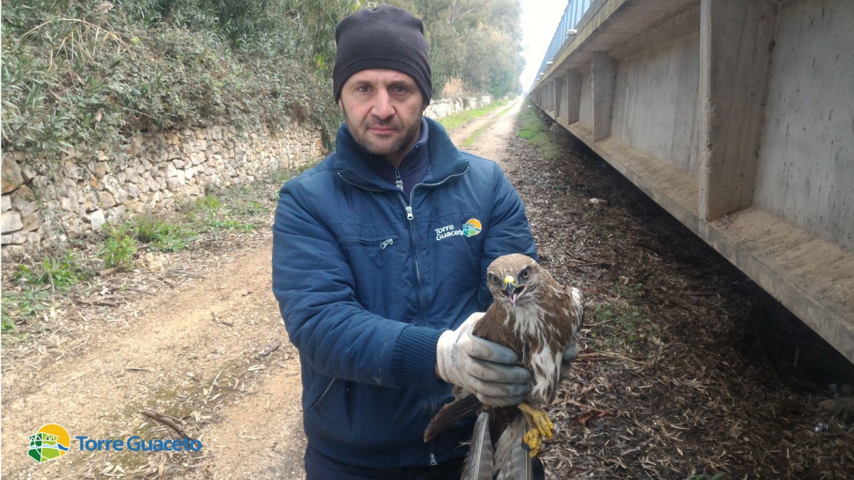 Soccorsa poiana ferita a Torre Guaceto