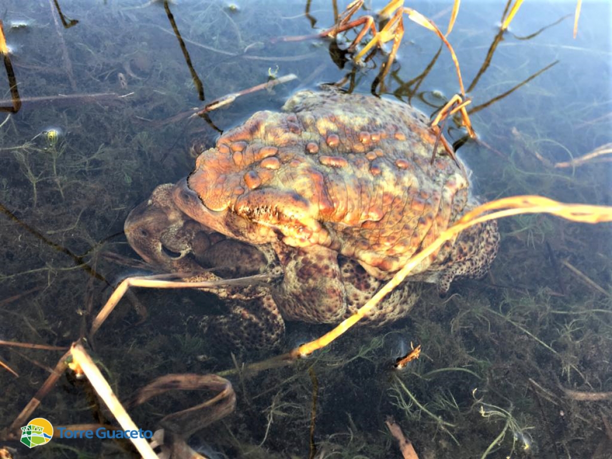 Rospi stretti in un lungo abbraccio: sta arrivando la primavera!