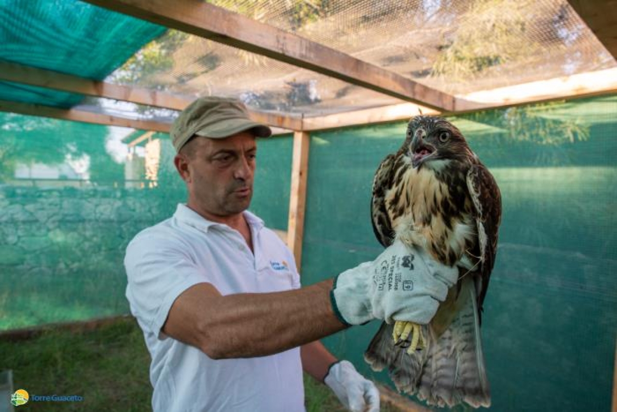 Centro fauna di Torre Guaceto: tornano alla libertà 3 rapaci