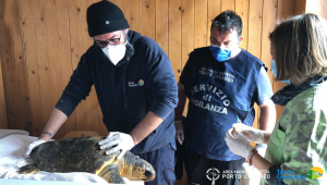 Aree protette e tartarughe marine: Torre Guaceto e Porto Cesareo unite per salvare gli animali