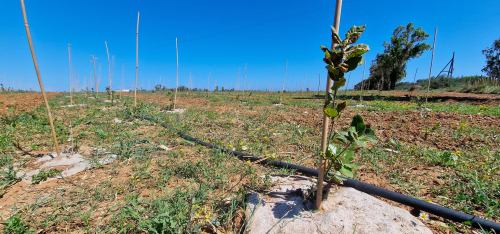 Consorzio di Torre Guaceto e Fondazione Sylva: la riforestazione volano di sviluppo sociale