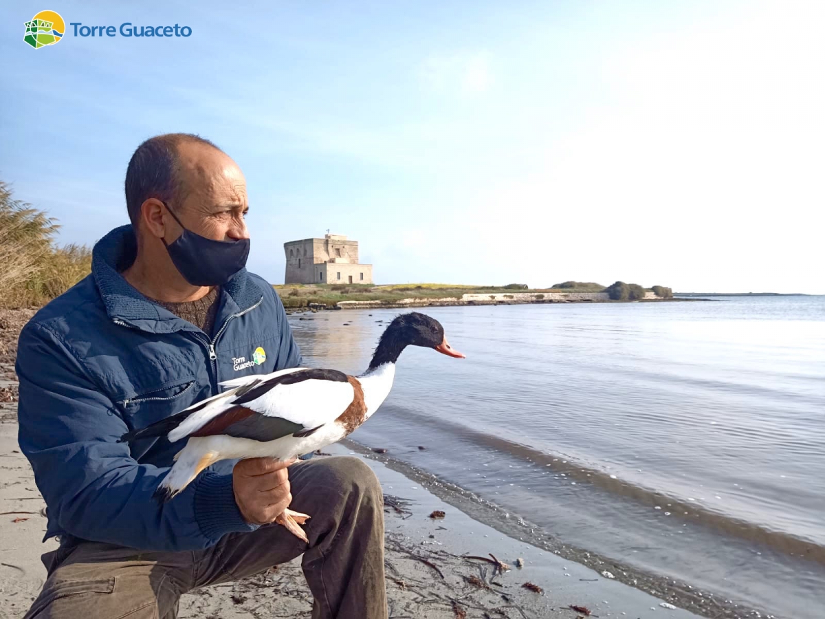 Dopo un anno di cure, la volpoca di Torre Guaceto è tornata a volare