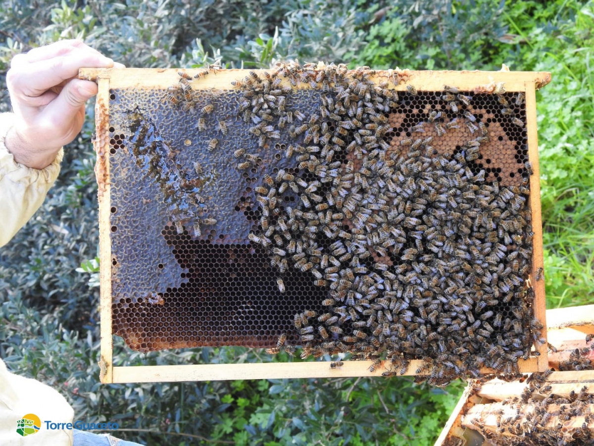 Torre Guaceto habitat ideale per le api: qui vivono meglio e producono più miele
