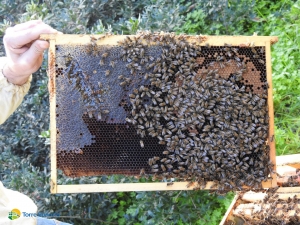 Torre Guaceto habitat ideale per le api: qui vivono meglio e producono più miele