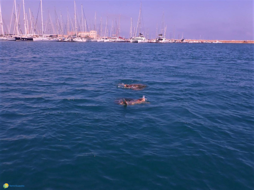 Avvistate tartarughe marine pronte all’accoppiamento, Torre Guaceto: segnalateci i nidi!