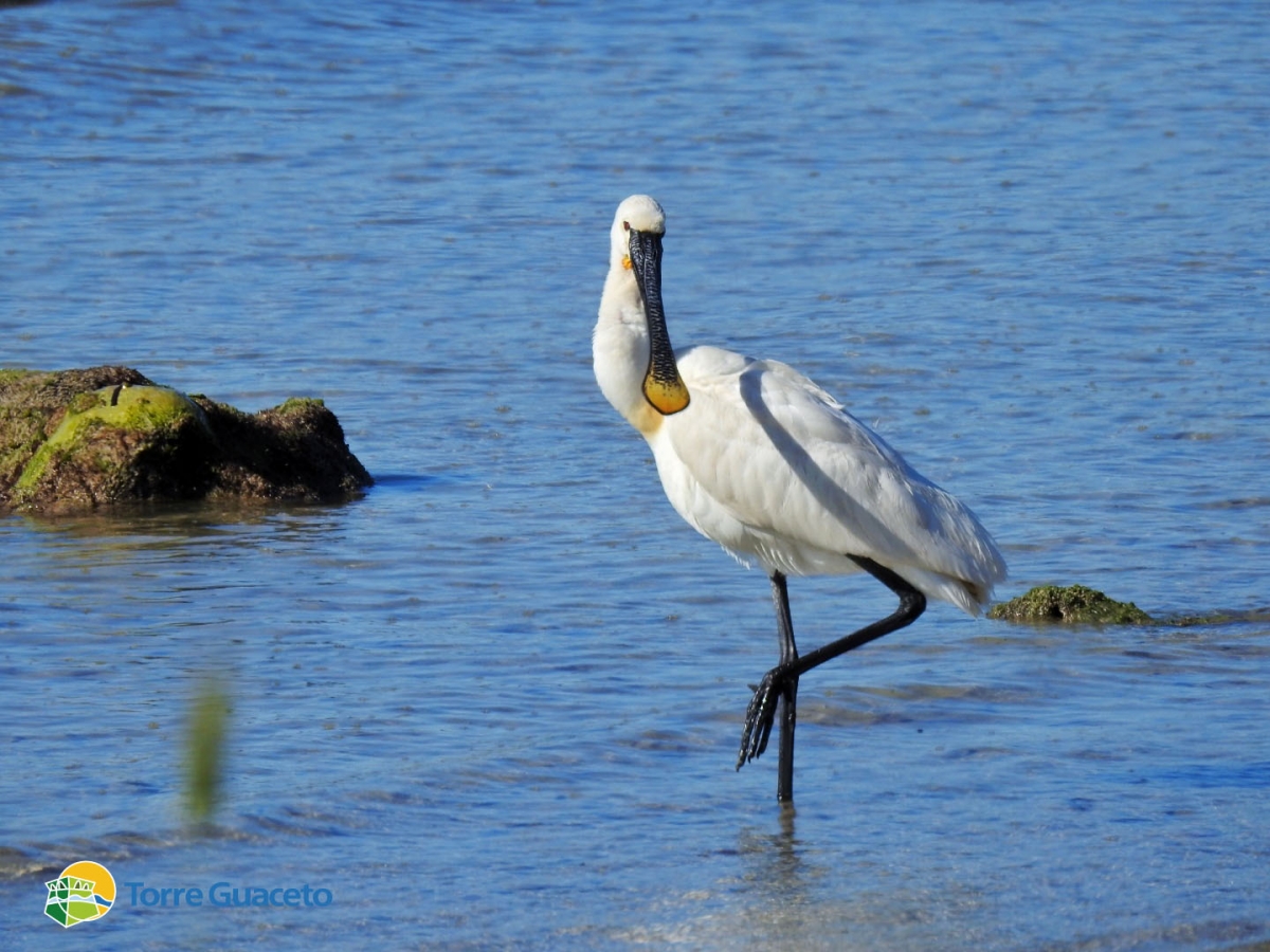 Il ritorno delle Spatole a Torre Guaceto nel World Migratory Bird Day