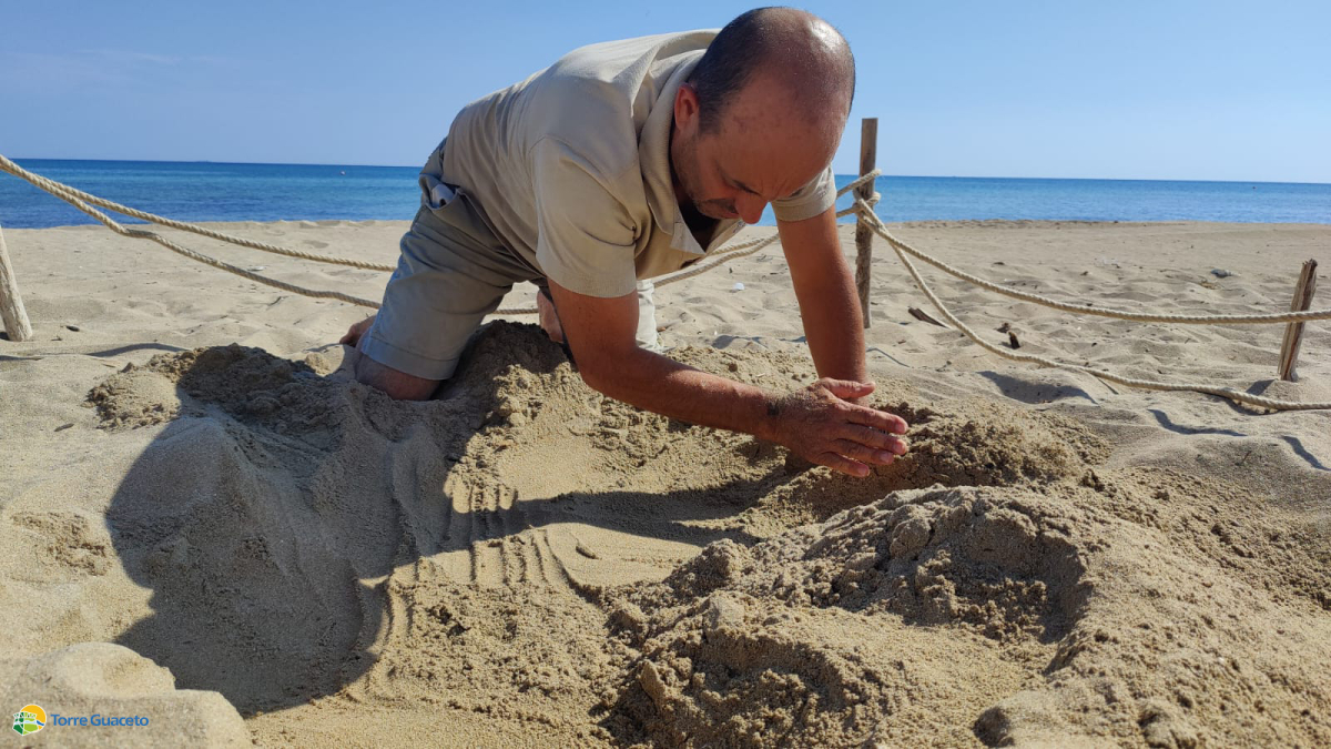 Scoperto nido di tartaruga marina: il personale di Torre Guaceto sul campo