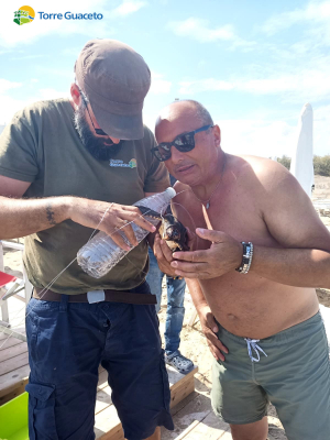 Una bottiglia di plastica e la tartaruga lacerata da un amo: bagnante salva una Caretta caretta