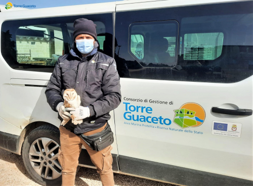 Salvato un barbagianni grazie alla collaborazione con i cittadini e le Istituzioni