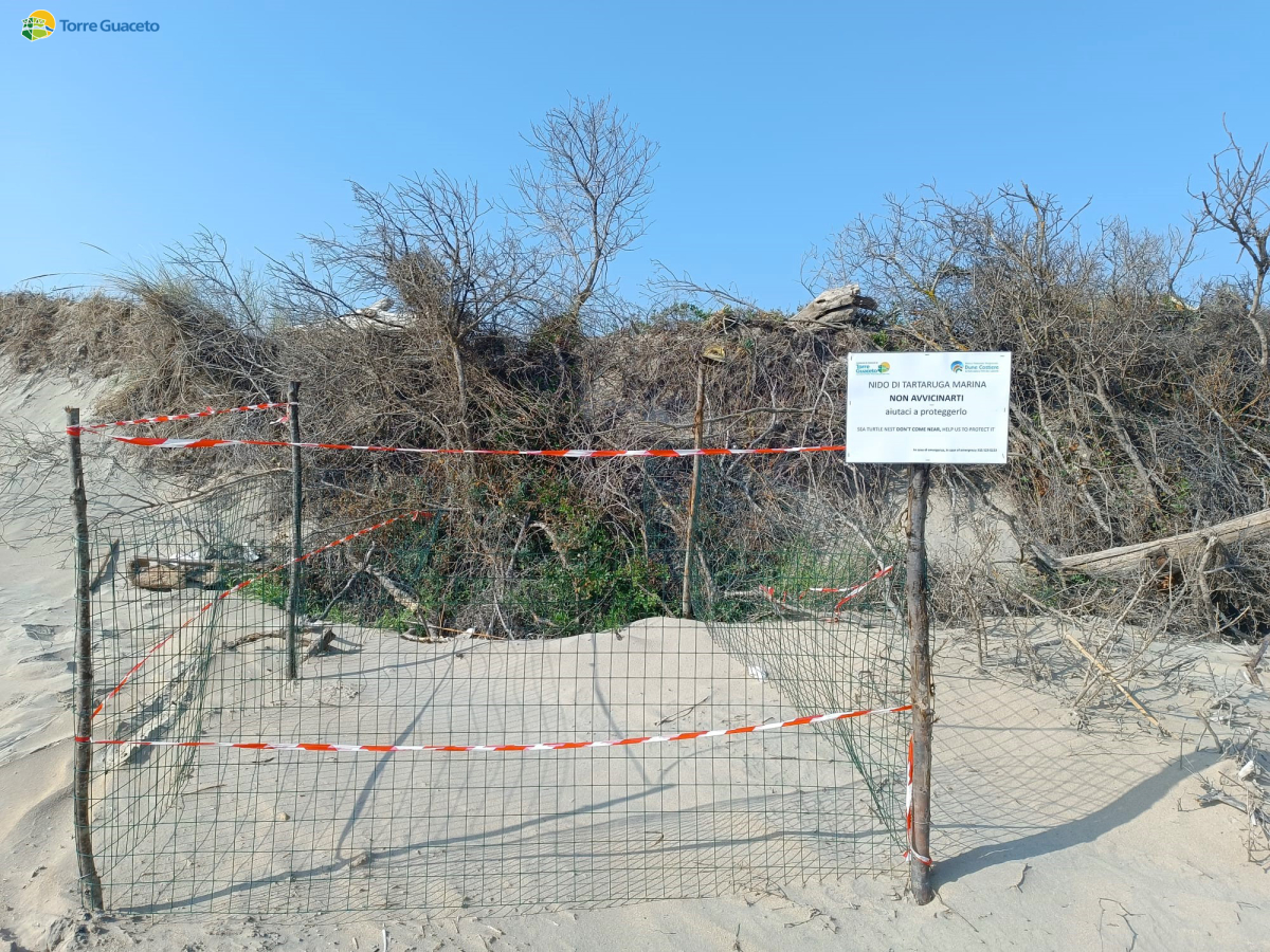 Consorzio di Torre Guaceto: aumentano i nidi di tartaruga marina sulla costa brindisina, cittadini di aiutateci a proteggerli