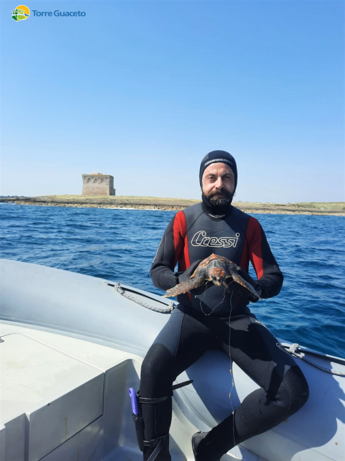 Tartaruga marina soccorsa a Torre Guaceto: nella gola l’amo di un palangaro