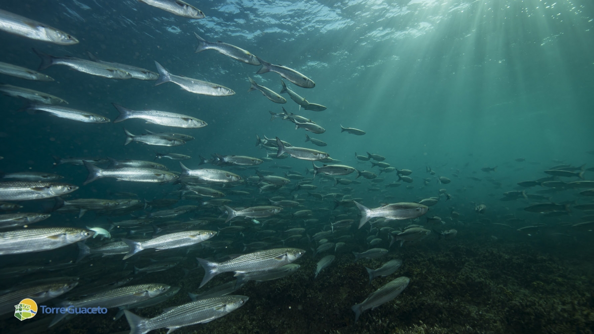 Tutti uniti per chiedere la creazione di un'area internazionale di tutela della fauna ittica