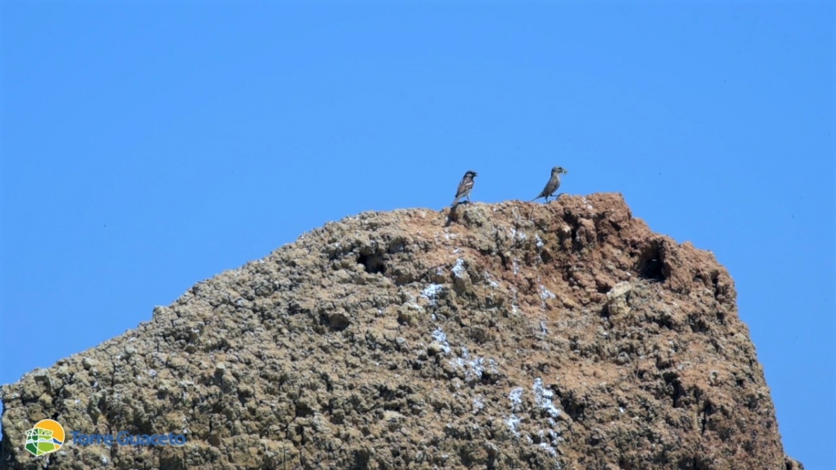 Nati nuovi pulcini sulle spiagge di Torre Guaceto l’appello del Consorzio: “Aiutateci a proteggerli”