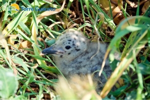 Una nuova specie mette su famiglia a Torre Guaceto: benvenuti pulcini di gabbiano reale!