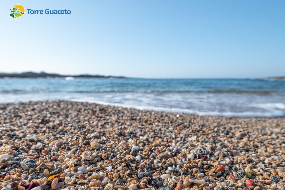 Il paradiso esiste: a Torre Guaceto, una spiaggia fatta di conchiglie