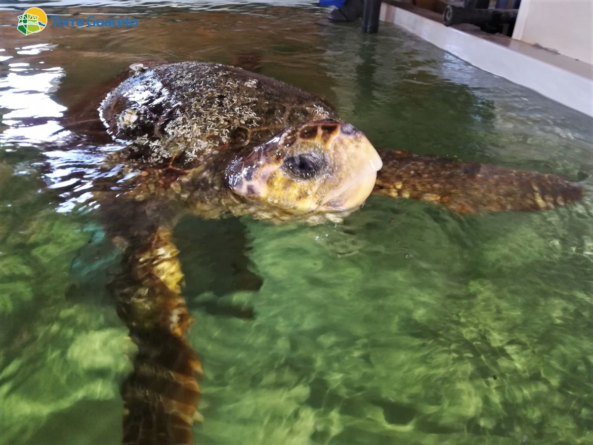 Da Riccione a Torre Guaceto: recuperata Caretta in difficoltà