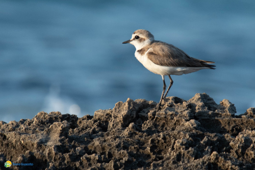Aperta la stagione del fratino a Torre Guaceto: aiutateci a proteggere il primo nido