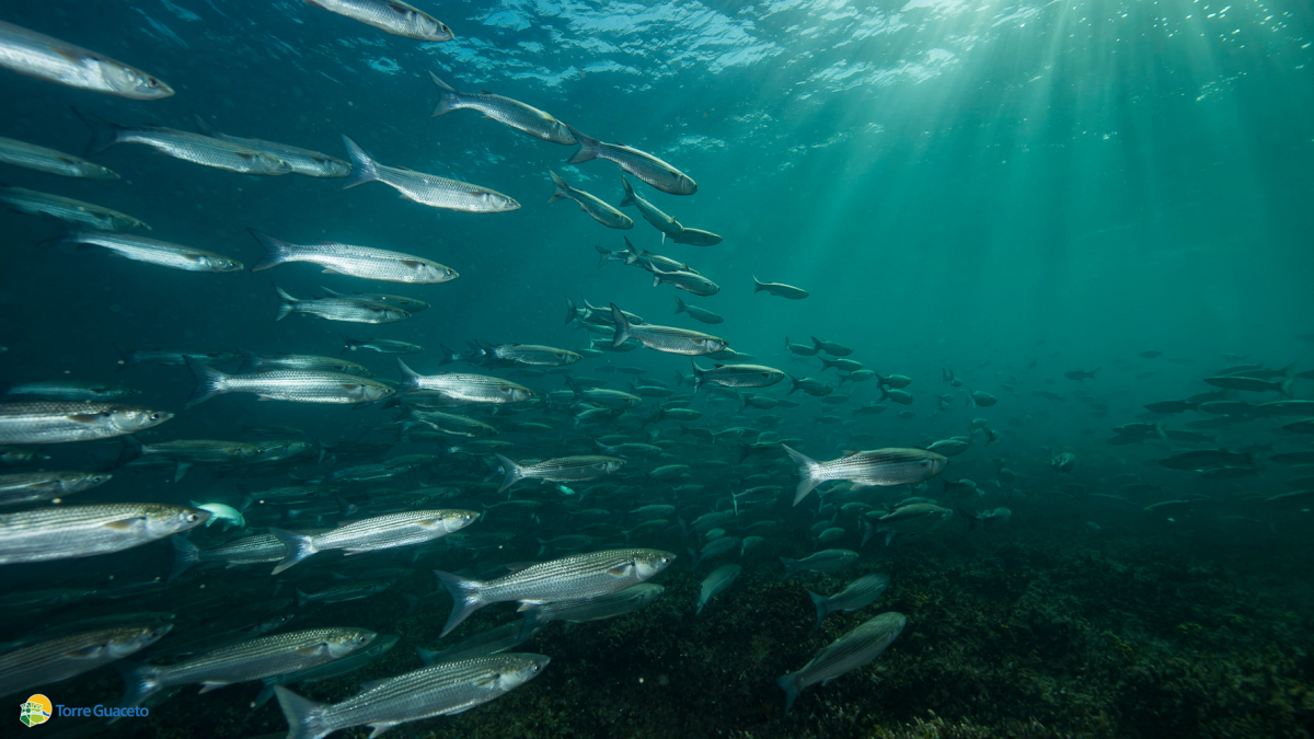Torre Guaceto: al via il blocco pesca per tutelare la fauna ittica