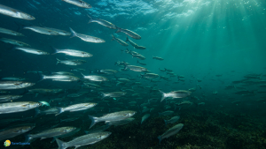 Torre Guaceto: al via il blocco pesca per tutelare la fauna ittica