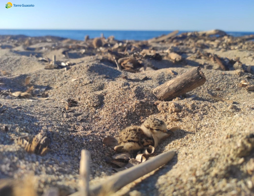 Alla vigilia dell’estate, a Torre Guaceto si contano già 11 nidi di fratino