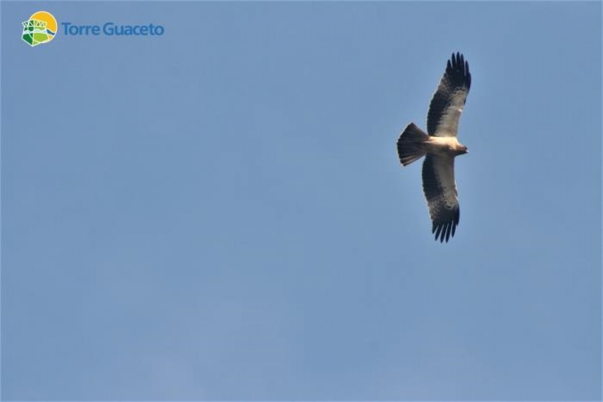 L'aquila minore ha scelto Torre Guaceto