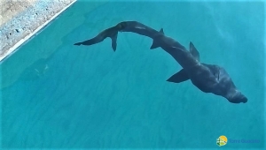 Raro squalo nei pressi di Torre Guaceto: pescatori e Consorzio lo salvano