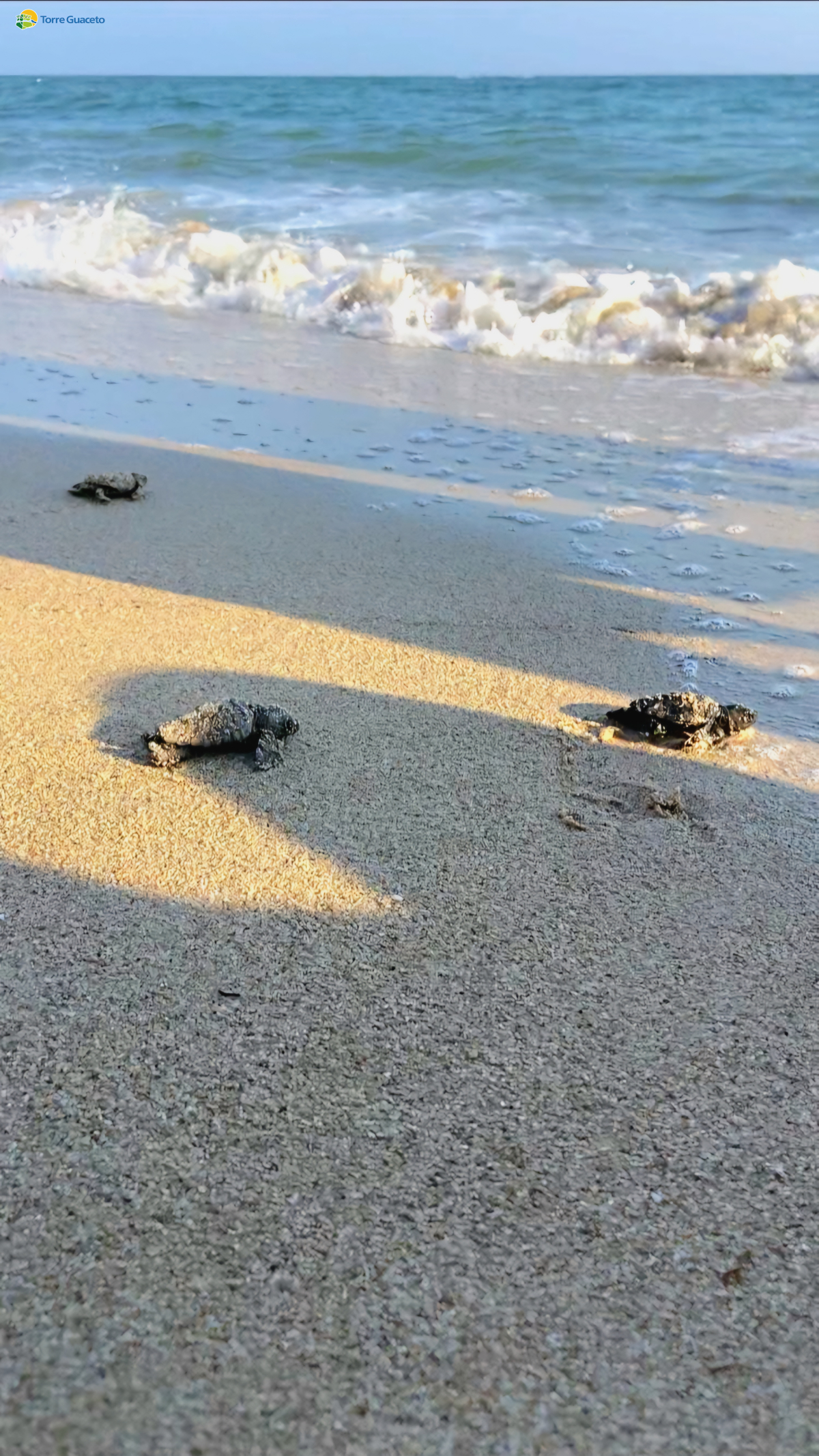 Rinvenuto per la prima volta un nido di tartarughe marine a Torre Guaceto: nate oltre 100 Caretta caretta