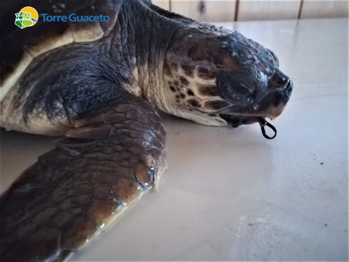 L’inquinamento uccide le tartarughe: circa 50 gli animali curati a Torre Guaceto in 2 anni