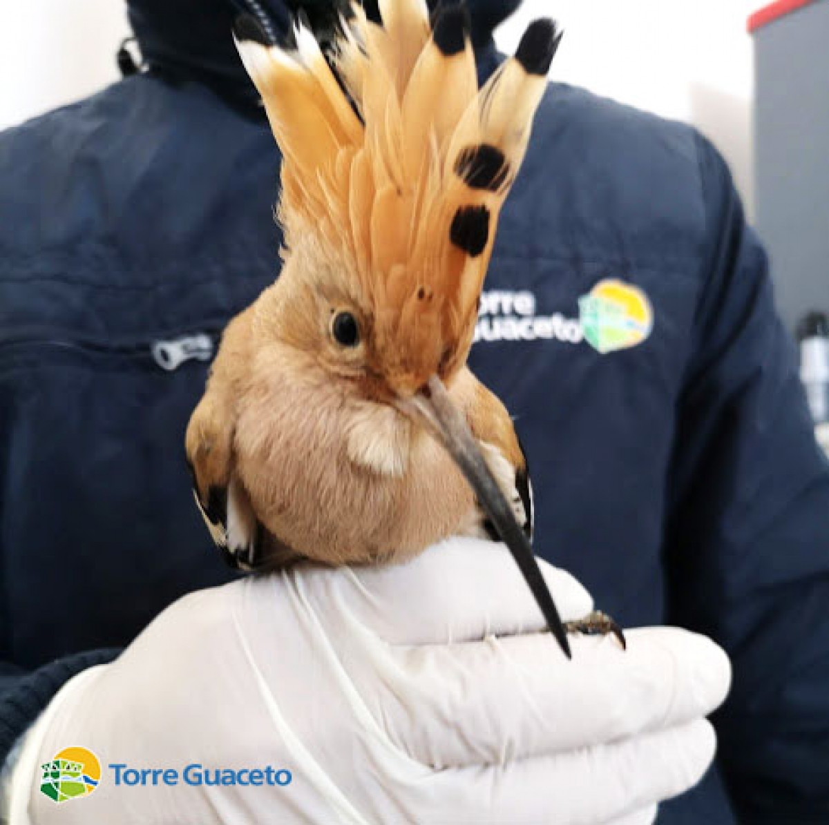 Torre Guaceto non si ferma: recuperata un’upupa