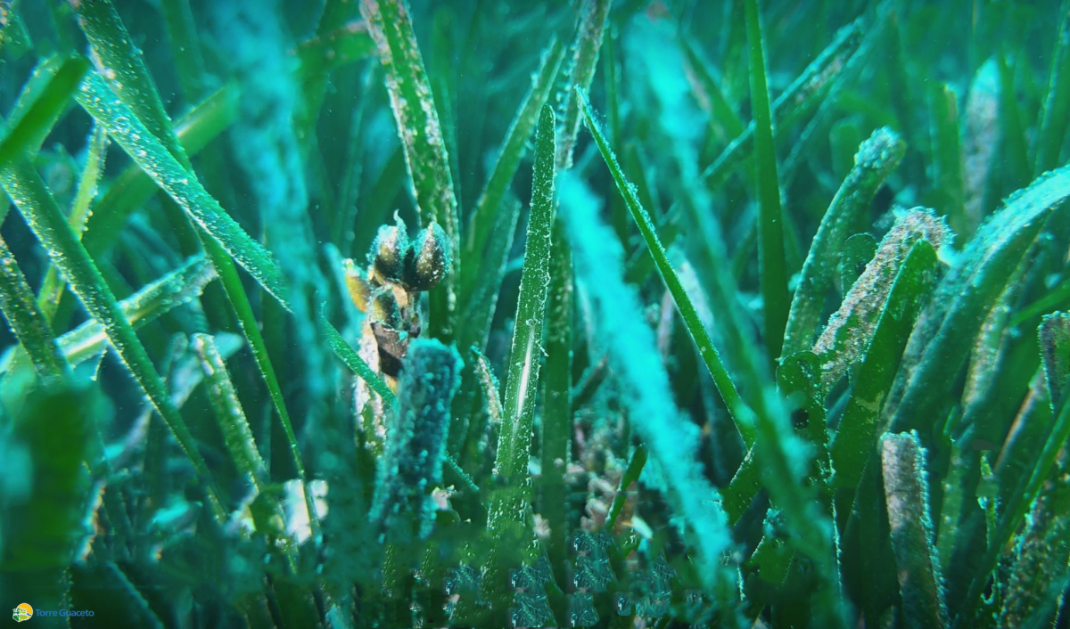Caccia al tesoro di Torre Guaceto: venerdì l’evento pubblico per l’avvio della ricerca dei semi di posidonia